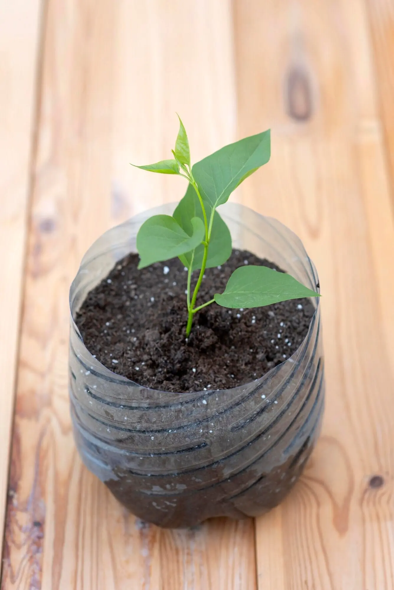 A person is holding a plant in a plastic pot.